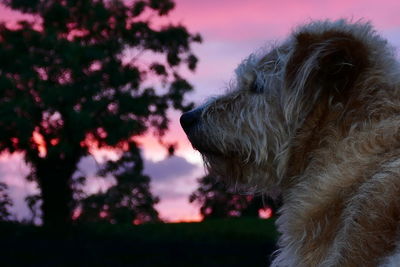 Close-up of dog at sunset