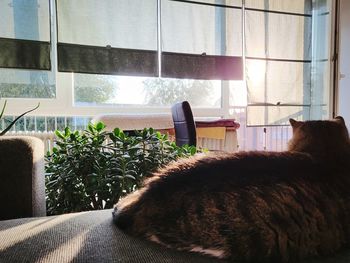 Cat relaxing on sofa at home