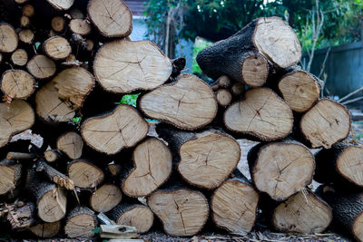 Close-up of logs in forest