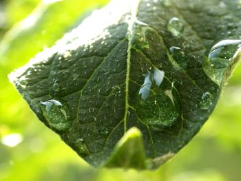 Close-up of wet leaf