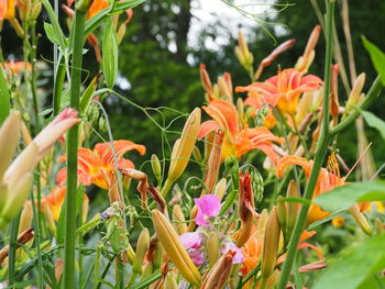 Close-up of flowers