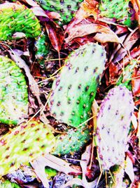 High angle view of succulent plant on field