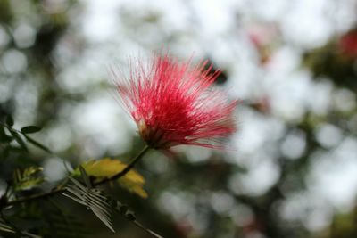 Close-up of flowers