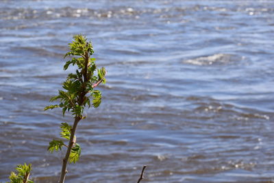 Close-up of flowering plant against sea