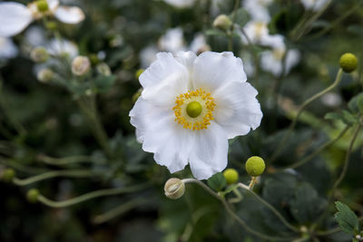 Close-up of white flowering plant