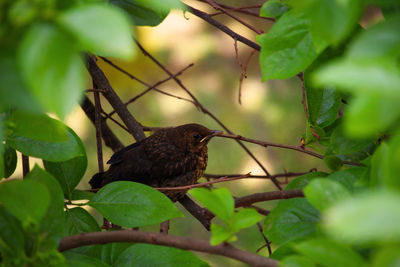 Close-up of bird perching on branch