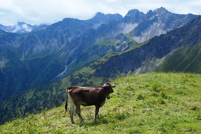 Horses grazing on grassy field