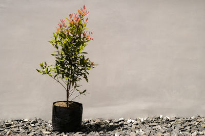 Close-up of potted plant against wall