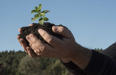 Close-up of hand holding plant against clear sky