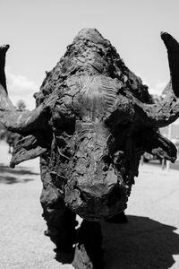 Close-up of turtle against sky