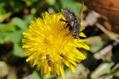 Close-up of bee on yellow flower