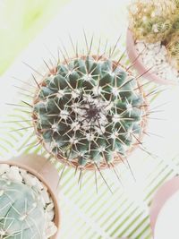 Close-up of cactus