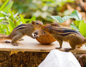 Close-up of squirrel eating food