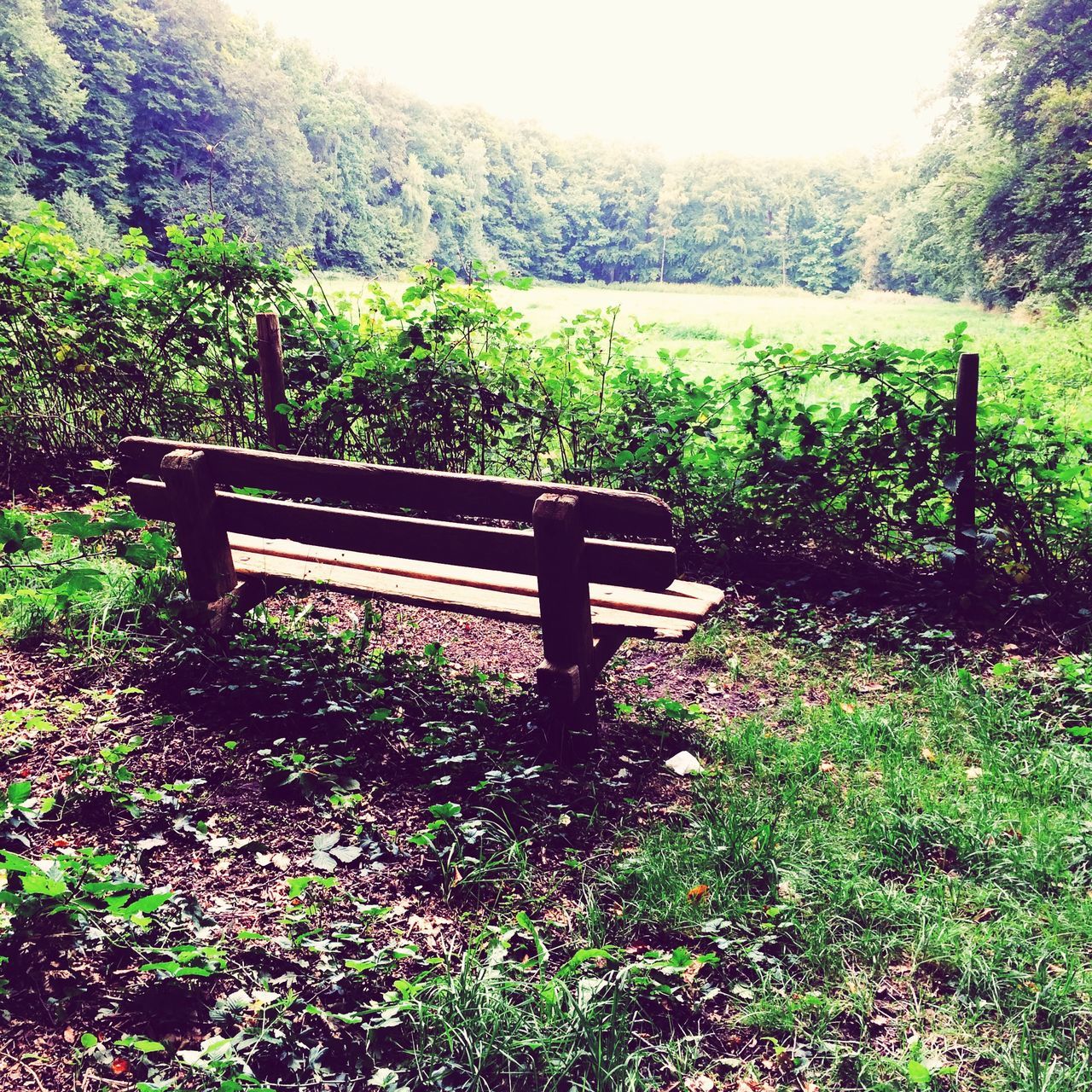 tree, growth, tranquility, tranquil scene, plant, green color, beauty in nature, nature, grass, scenics, sunlight, lush foliage, clear sky, idyllic, park - man made space, bench, day, landscape, green, outdoors