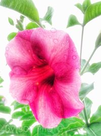 Close-up of pink flower blooming outdoors