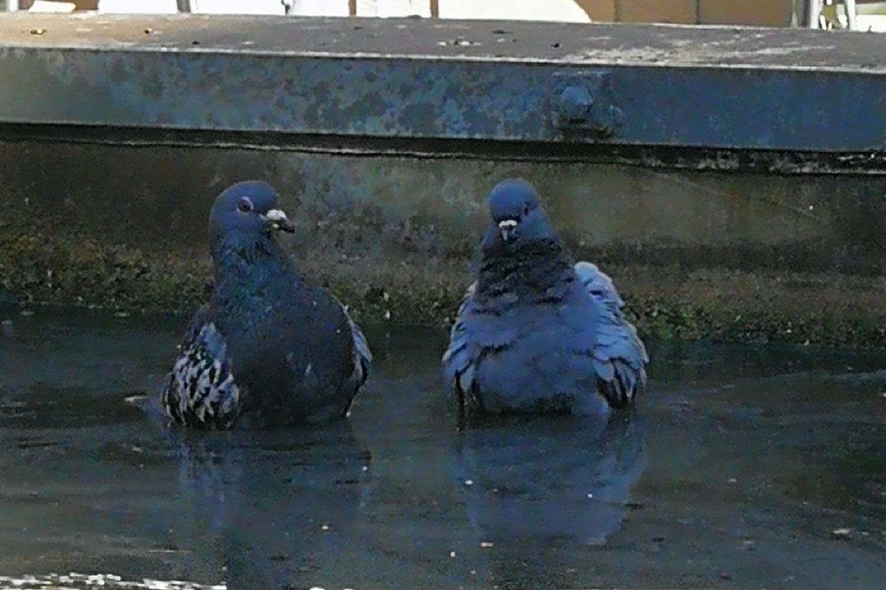 bird, animal themes, group of animals, animal, water, animals in the wild, vertebrate, animal wildlife, no people, day, two animals, nature, reflection, outdoors, perching, lake, wet, pigeon