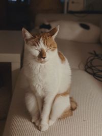 Close-up of cat lying on bed at home