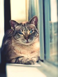 Close-up portrait of cat