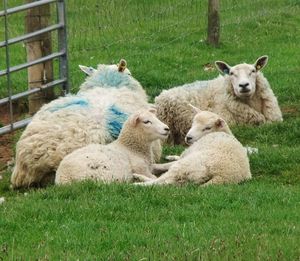 Sheep relaxing on grassy field