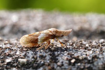 Close-up of crab on land