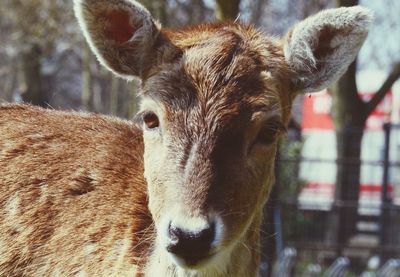 Close-up portrait of a dog