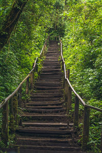 Low angle view of steps amidst trees in forest