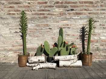 Cactus in argentina 