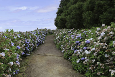 Purple flowering plants by footpath against sky