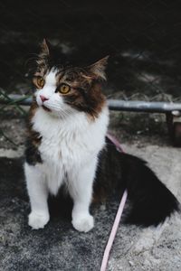 Close-up of cat looking away