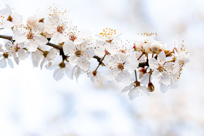 Close-up of white cherry blossom tree