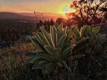Plants growing on field against sky during sunset