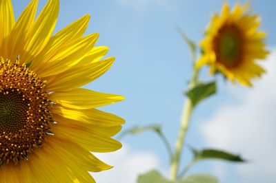 Close-up of sunflowers against the sky