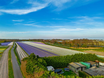 A vibrant tulip field in full bloom stretches across the foreground, with a greenhouse nearby.
