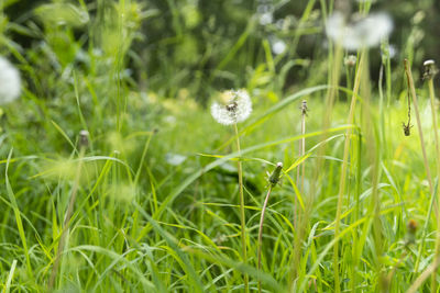 Close-up of dandelion on field