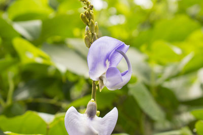 Close-up of purple flower