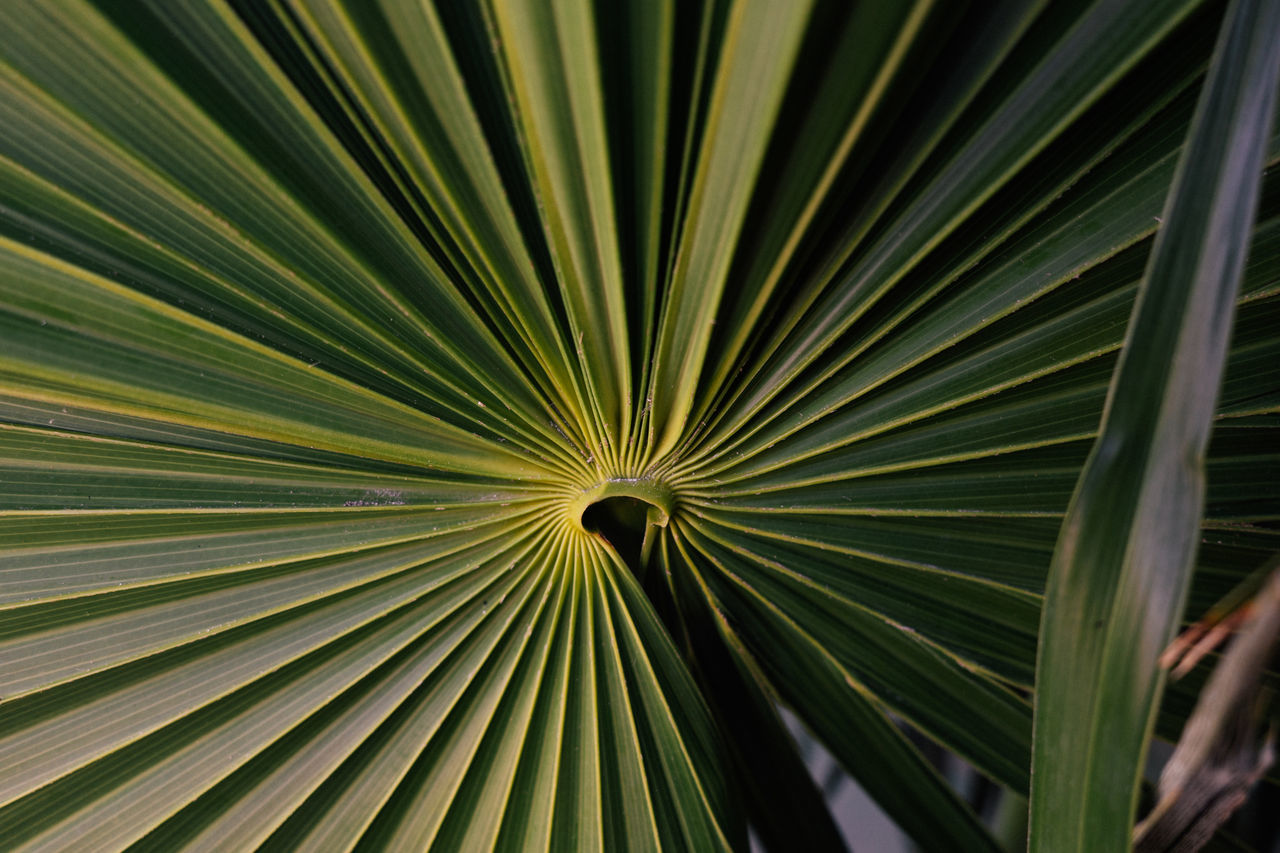 leaf, palm leaf, palm tree, plant part, saw palmetto, pattern, sunlight, backgrounds, tropical climate, green, plant, tree, no people, full frame, nature, flower, growth, close-up, beauty in nature, macro photography, outdoors, abstract, frond, light