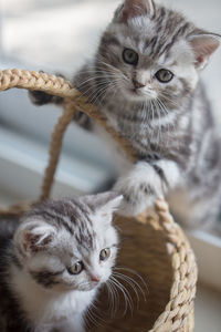 Close-up of kittens with wicker basket at window sill