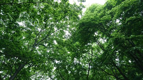 Low angle view of trees in forest