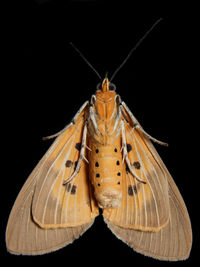 Close-up of butterfly over black background