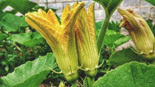 Close-up of plant