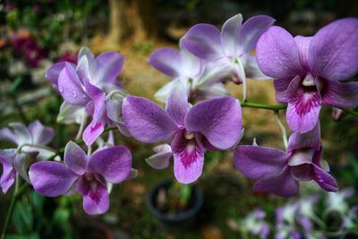 Close-up of purple flowering plants