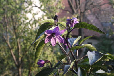 Close-up of purple flower blooming outdoors