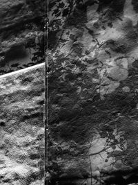 Close-up of tree against sky