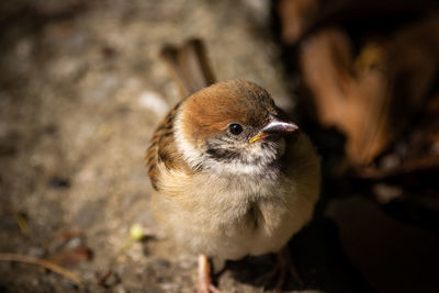 Close-up of a bird