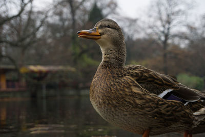 Close-up of male mallard duck by lake