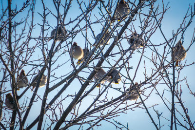 Low angle view of bird perching on bare tree against sky