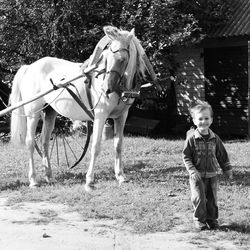 Full length of horse standing on tree