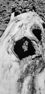 High angle view of animal skull on rock