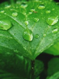 Close-up of raindrops on leaves