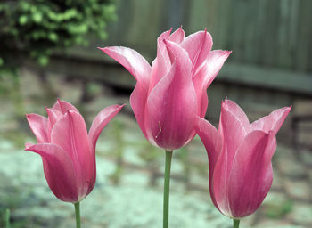 Close-up of pink lotus water lily blooming in lake